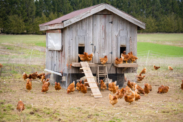 What Should Be Inside a Chicken Coop